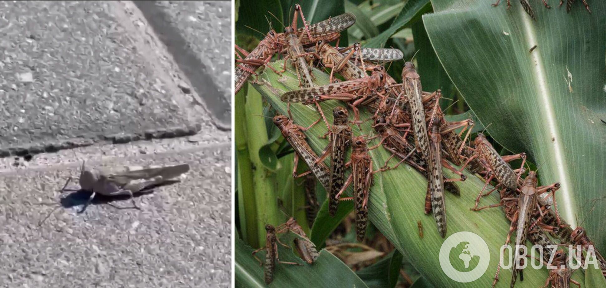 На Київщині помітили сарану: чи є загроза великого нашестя і що кажуть фахівці. Фото і відео
