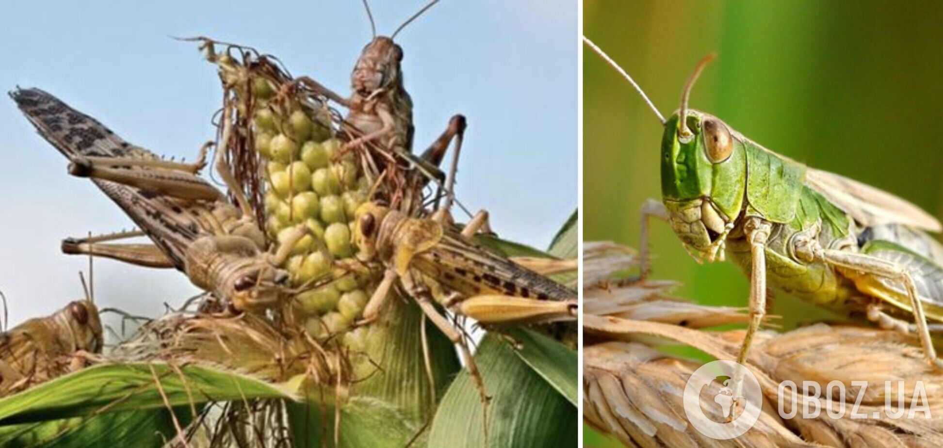 Нашестя сарани в Україні: вчений розвінчав популярний фейк і розповів, звідки комахи
