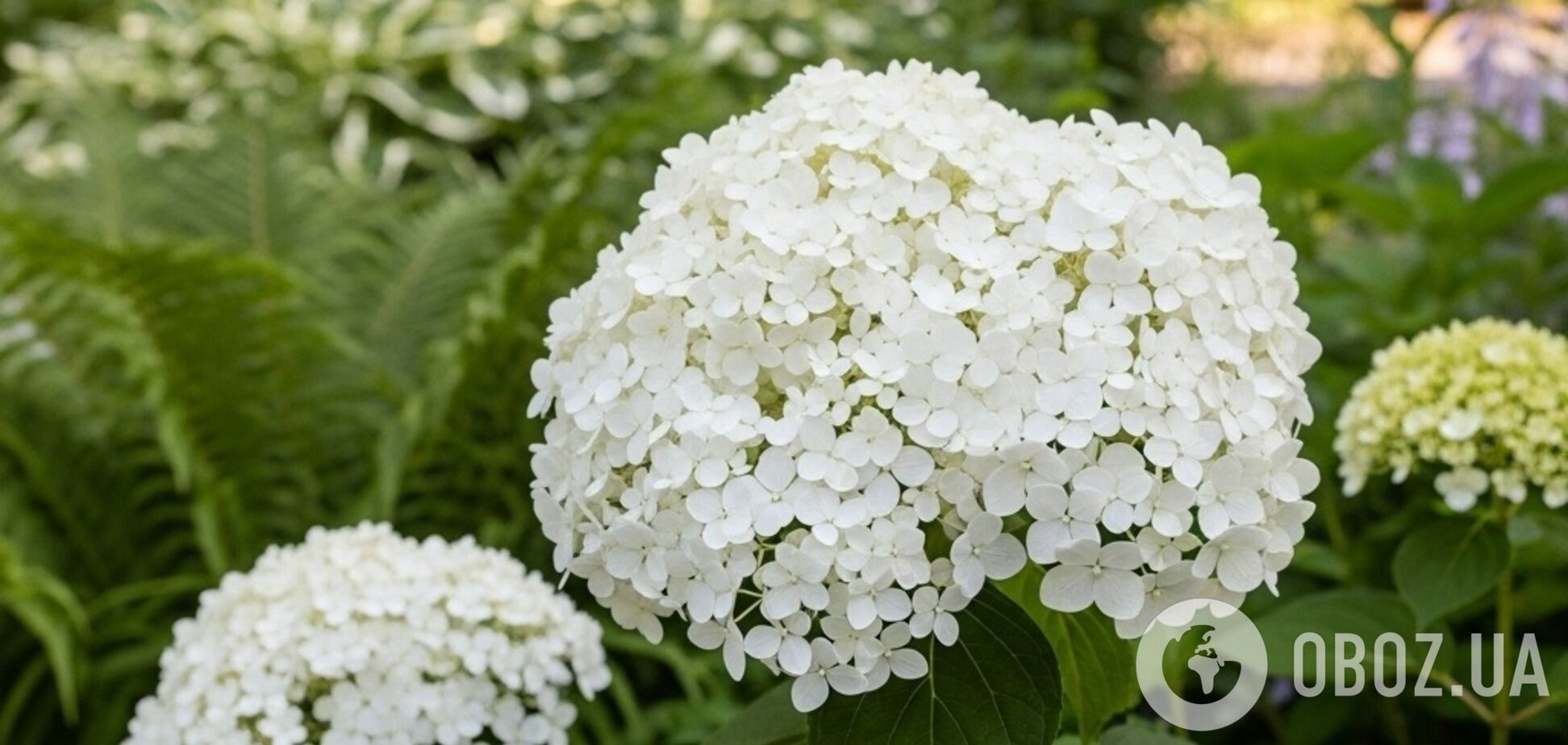 Что посадить возле гортензий: лучшие растения-компаньоны