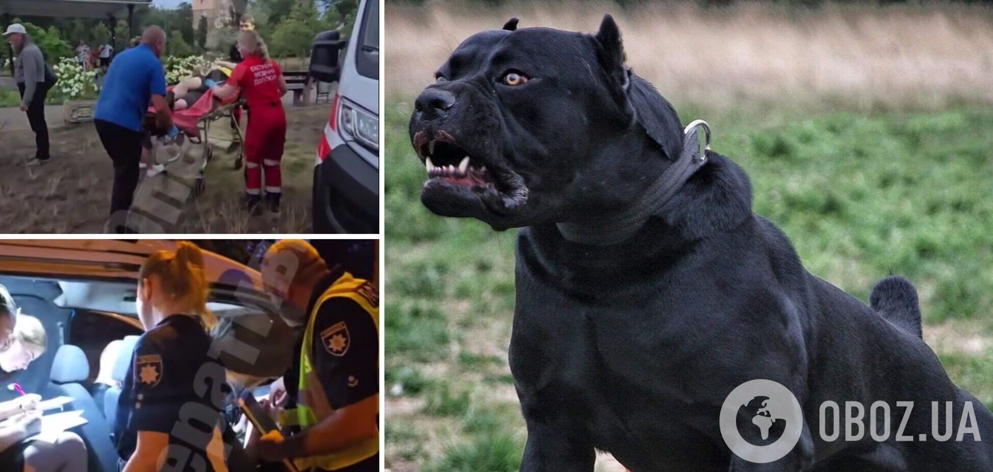 В Киеве две породистые собаки тяжело травмировали женщину: поломали ногу и прокусили вену. Все подробности и видео