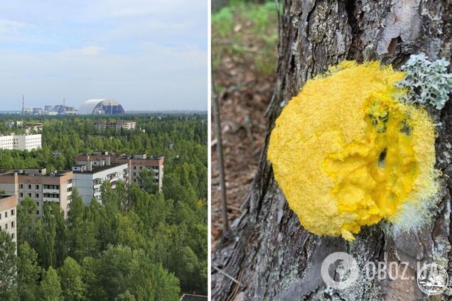 В Чернобыльской зоне заметили невероятного жителя: нет мозга и считается съедобным в Мексике. Фото