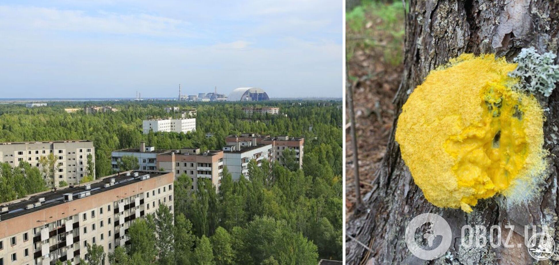 В Чернобыльской зоне заметили невероятного жителя: нет мозга и считается съедобным в Мексике. Фото