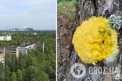 В Чернобыльской зоне заметили невероятного жителя: нет мозга и считается съедобным в Мексике. Фото