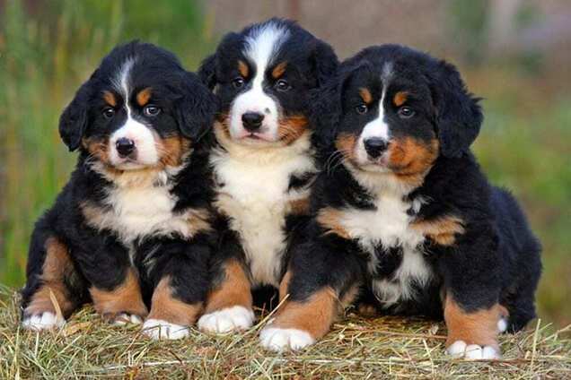 'Повний набір': ветеринар назвав ідеальну породу собак для власників-початківців