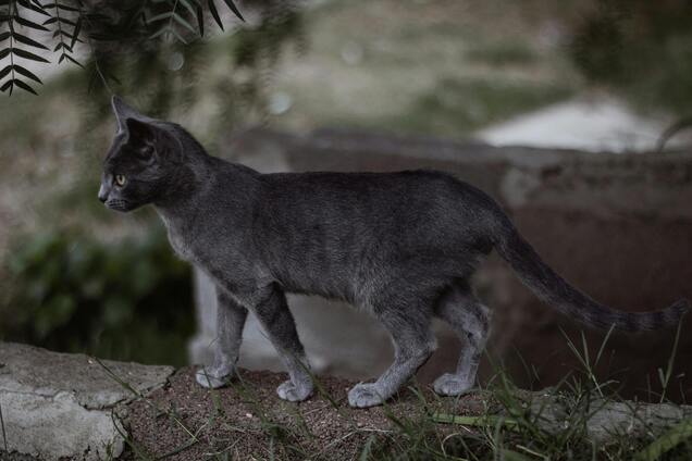 Топ-3 безопасных средств, которые помогут отпугнуть котов от сада