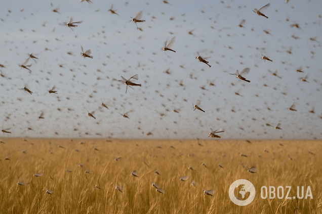 Мало хто знає: яку рослину не любить сарана