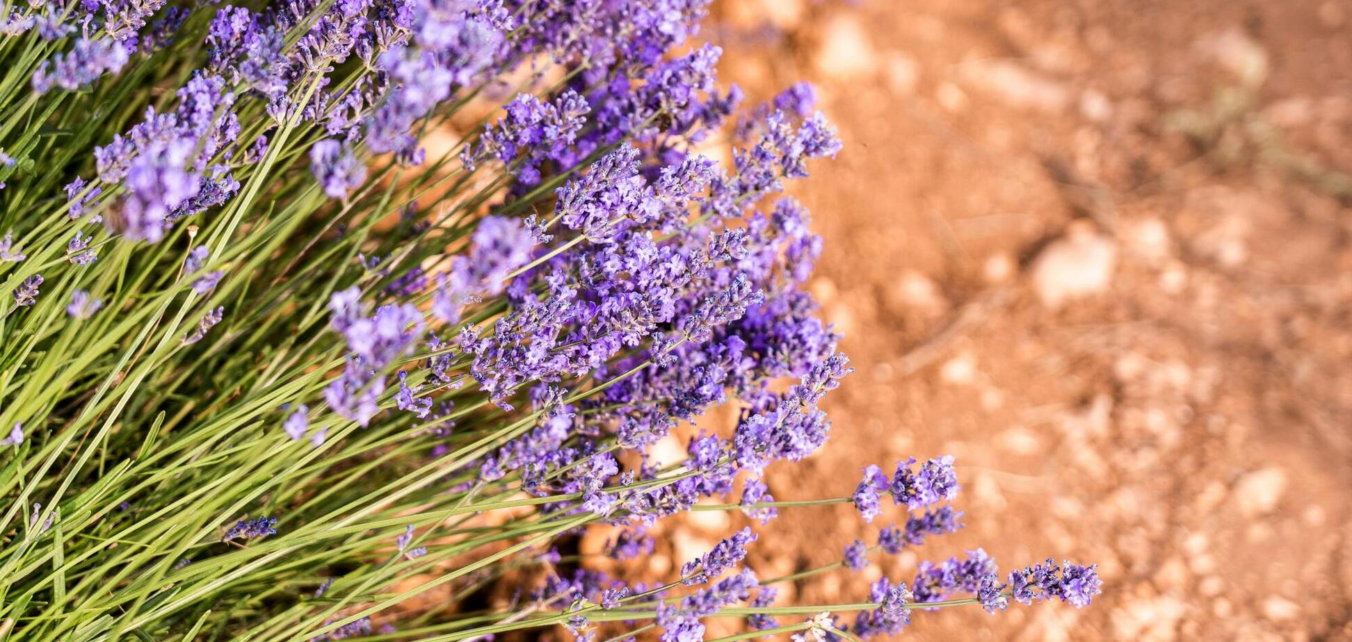 Чем удобрить лаванду, чтобы она лучше цвела: натуральное средство