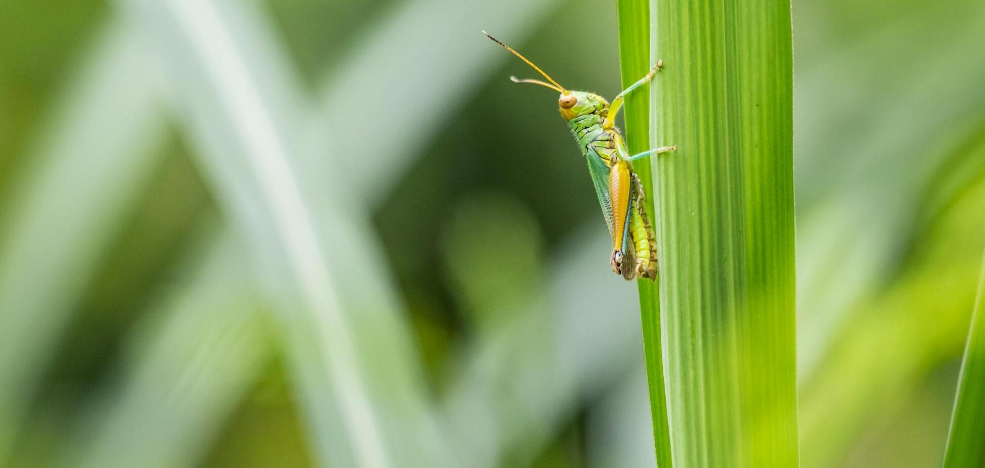 Сарана чи коник-стрибунець: як швидко відрізнити комах