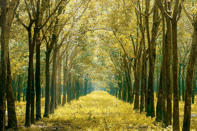 Вчені заявили, що на Землі зʼявляються нові пори року: які саме і чому