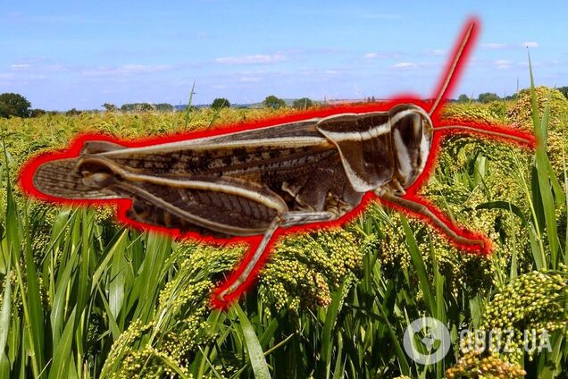 Нашестя сарани в Україні: у мережі згадали про рослину, через яку шкідник із жахом оминає поля. Фото