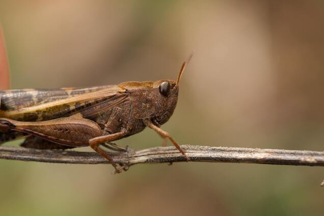 На Львівщині зафіксували сарану: як вона могла потрапити і чи є загроза угіддям