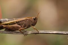 На Львовщине зафиксировали саранчу: как она могла попасть и есть ли угроза угодьям