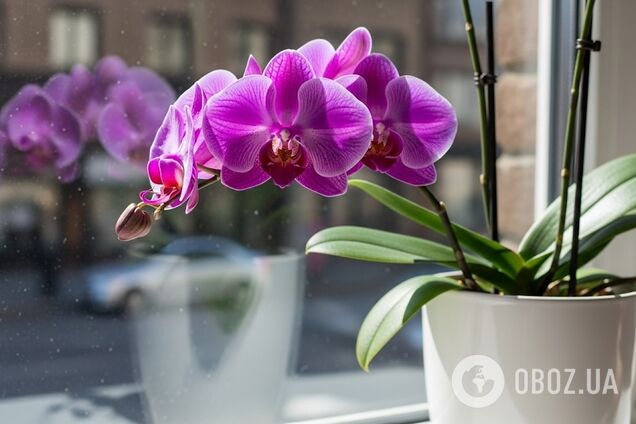 Как поливать орхидею, чтобы пышно цвела: советы