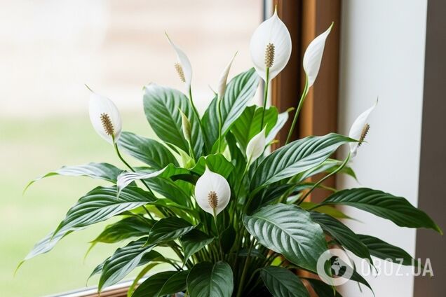Как сделать, чтобы спатифиллум пышно зацвел: есть один секрет