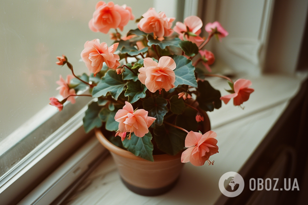 Наполнят дом ароматами: какие комнатные цветы выбрать для приятного запаха