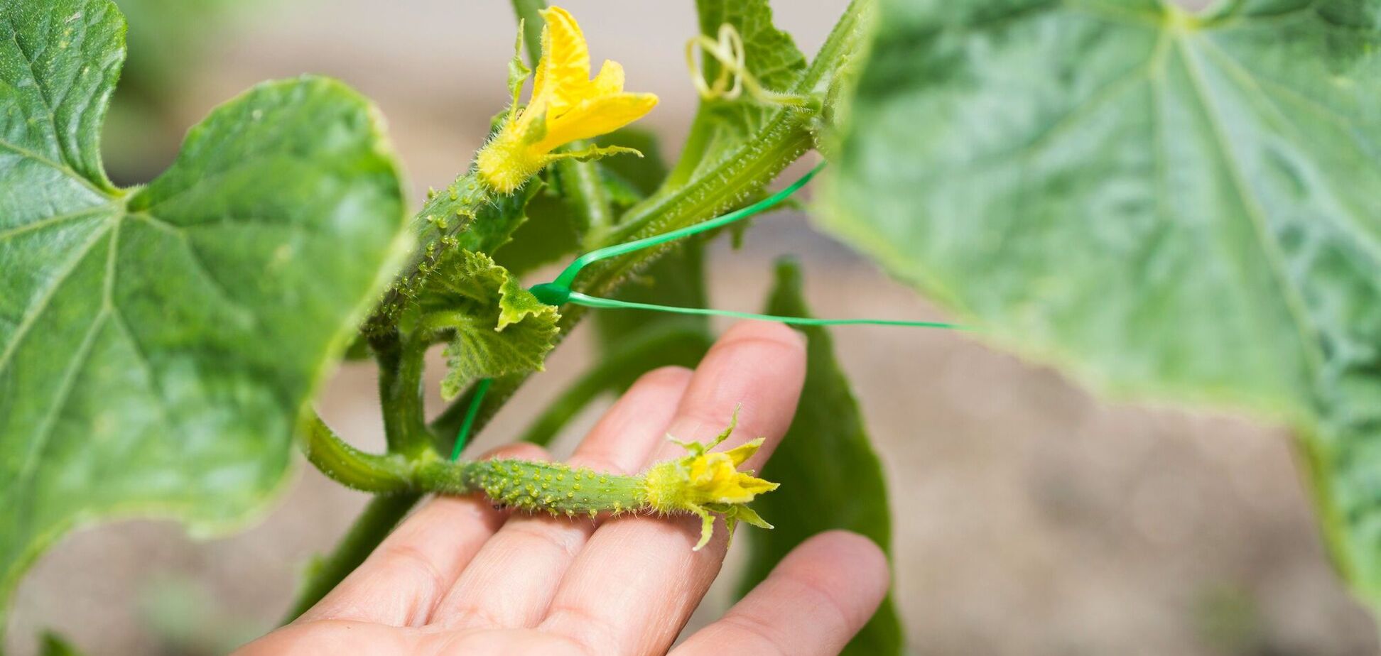 Можно сеять в июле: как вырастить поздние огурцы