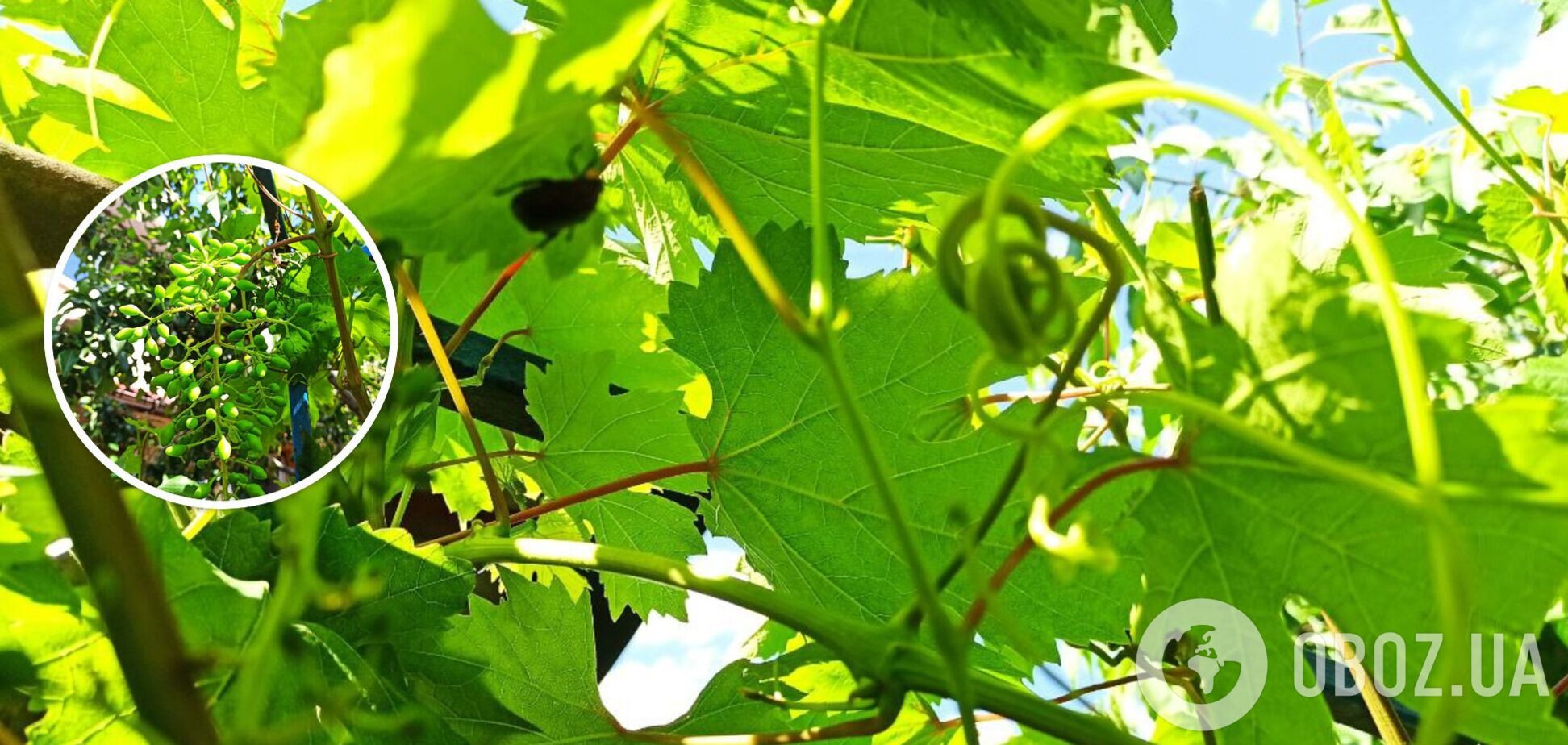 Почему виноград становится мелким: названы причины