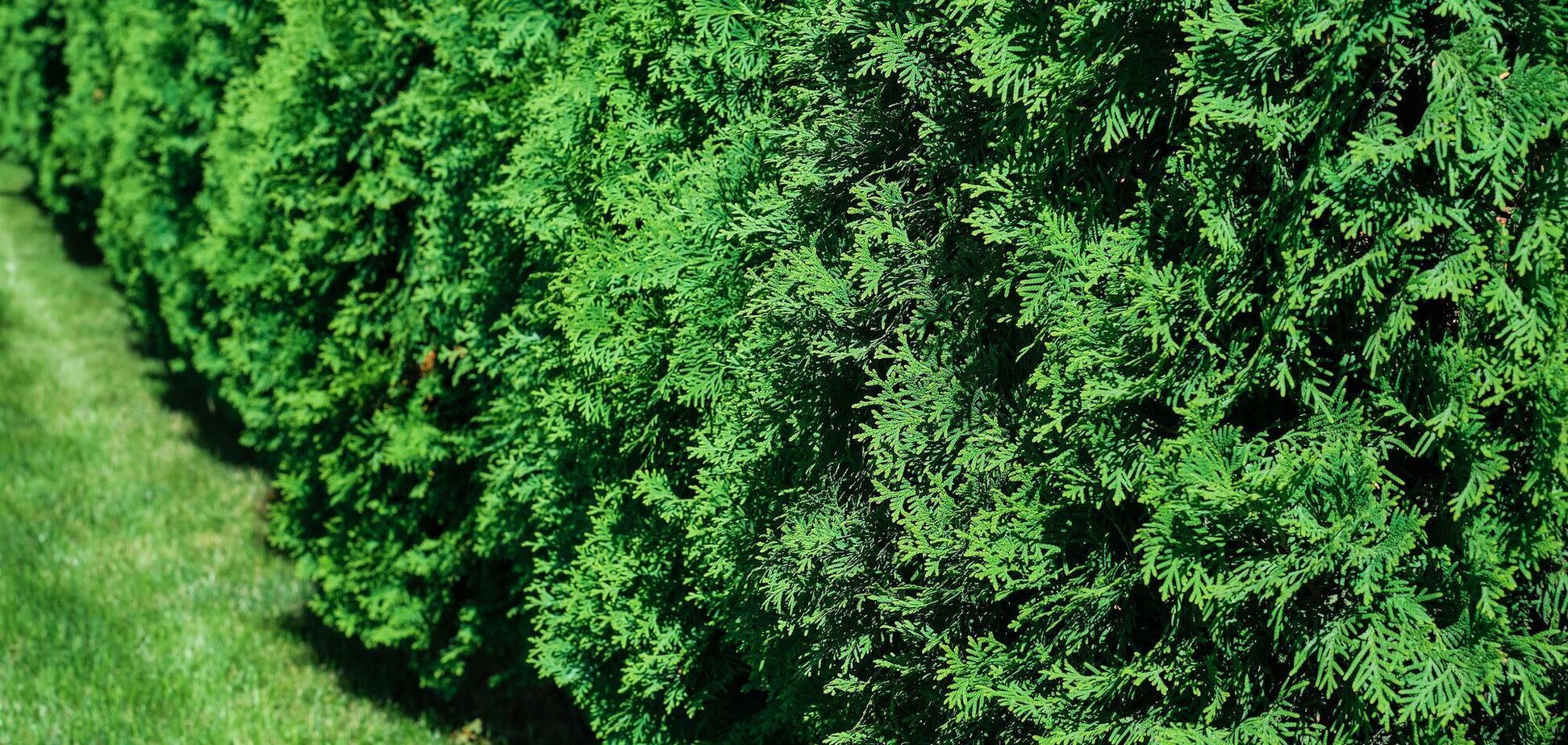 Як доглядати за туями в липні, щоб не сохли