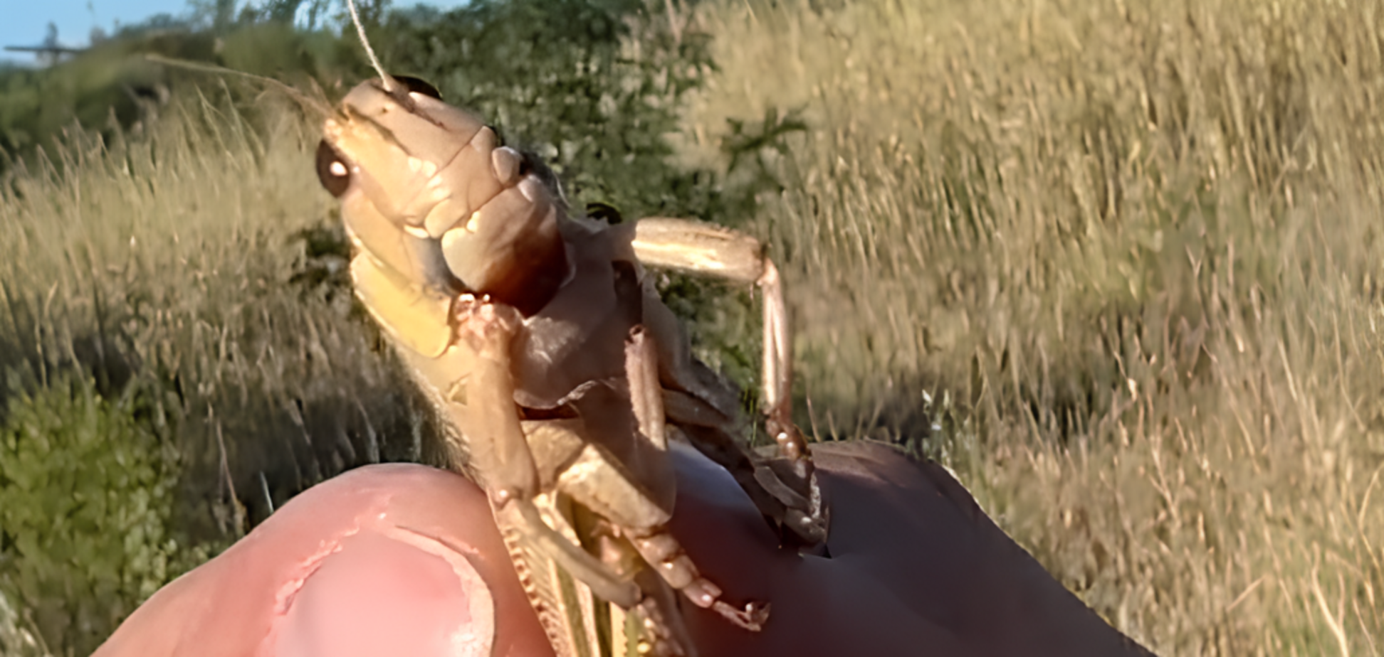 'Думав, вони мене з'їдять': українець знайшов 'місце базування' сарани на Дніпропетровщині і жахнув мережу. Відео