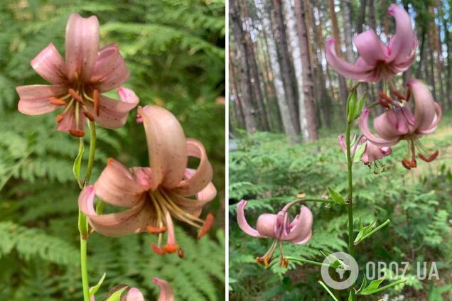 В Чернобыльской зоне нашли редкий краснокнижный цветок: с давних времен окутан мифическим смыслом. Фото
