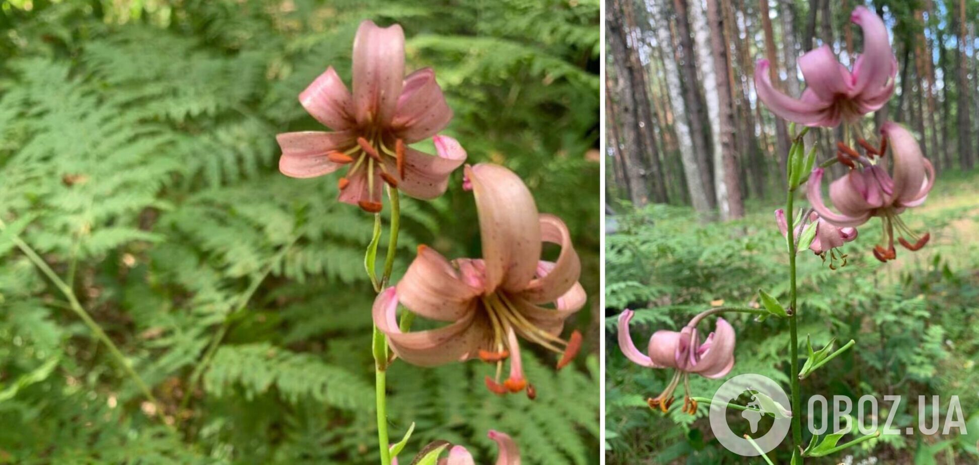 В Чернобыльской зоне нашли редкий краснокнижный цветок: с давних времен окутан мифическим смыслом. Фото