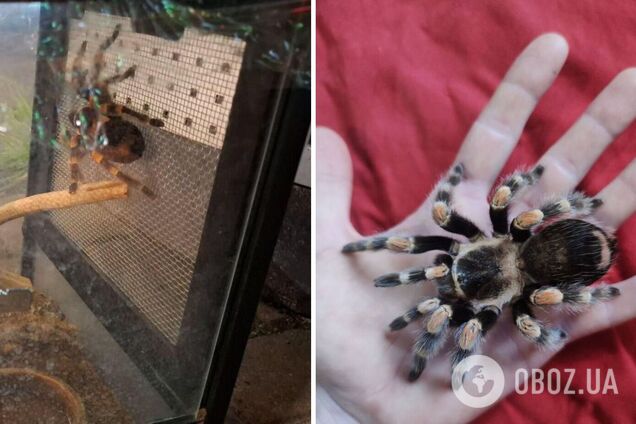 Просто выбросили на помойку: в Киеве на Печерске нашли живого экзотического паука-птицееда. Фото