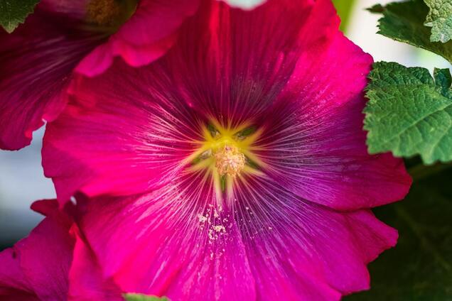 Как вырастить дома мальвы: подробная инструкция