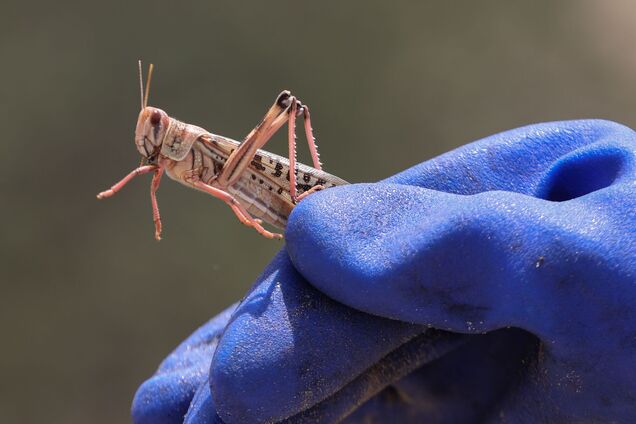 Сарана в Україні