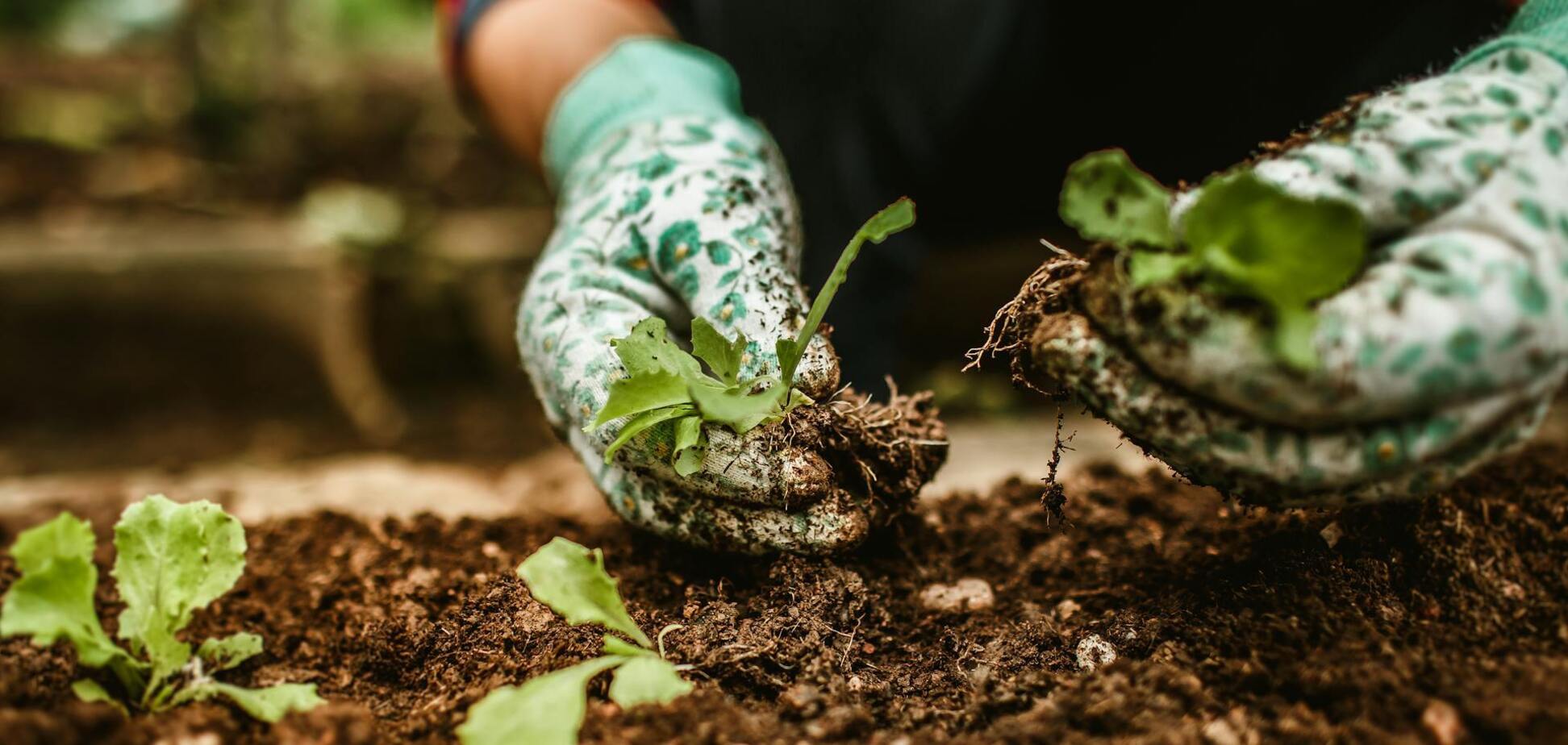 Позаботьтесь об урожайности: что можно и нельзя сажать после огурцов