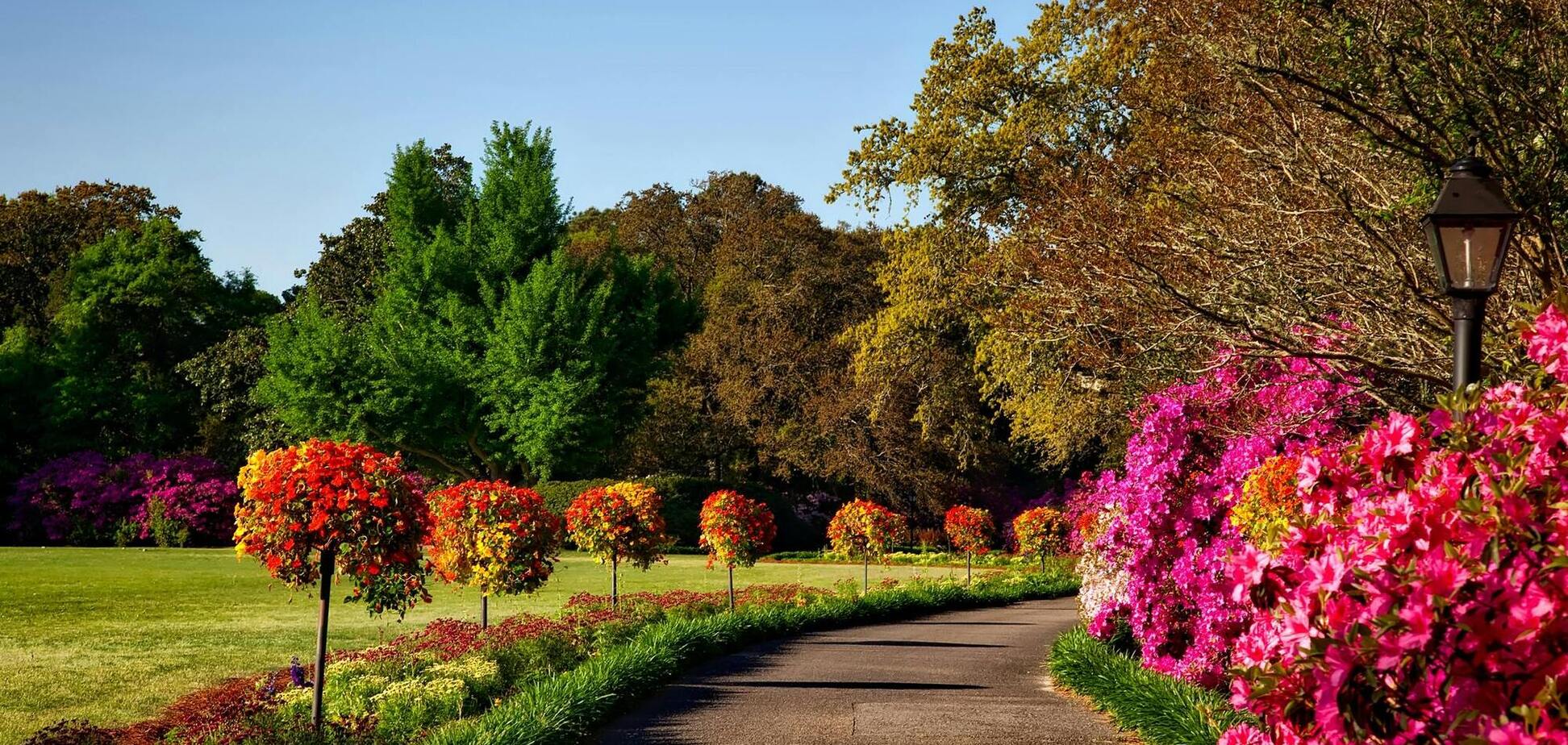 Як створити ідеальні живі бордюри у саду: поради від експерта