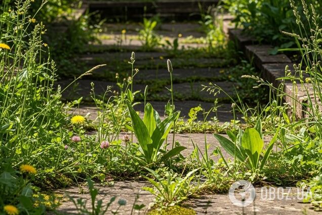 Как избавиться от сорняков на садовых дорожках: простой способ