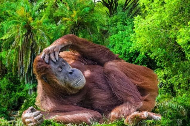 Справятся только самые внимательные: найдите на фото очки