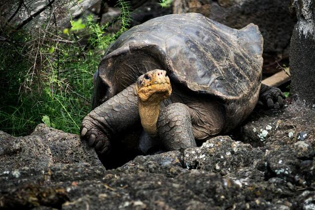 Пережила 40 президентів США: скільки років найстарішій тварині на Землі