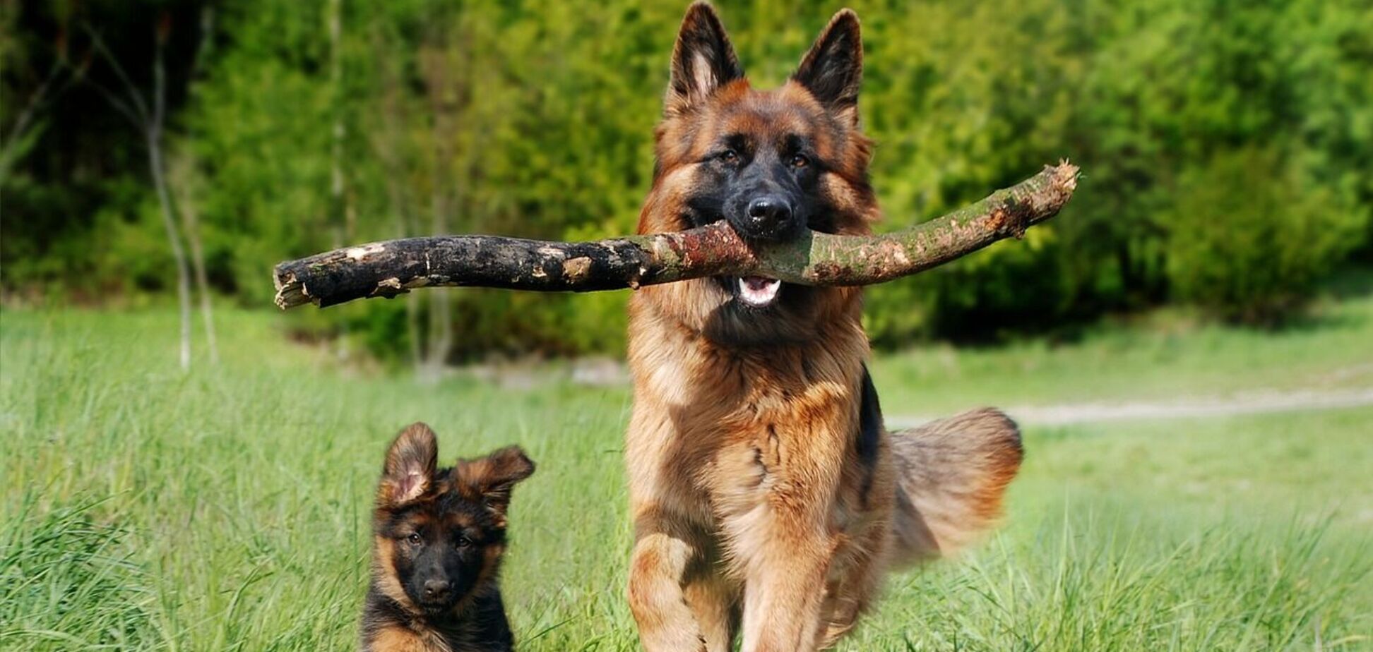 Площадки для дрессировки собак в Киеве