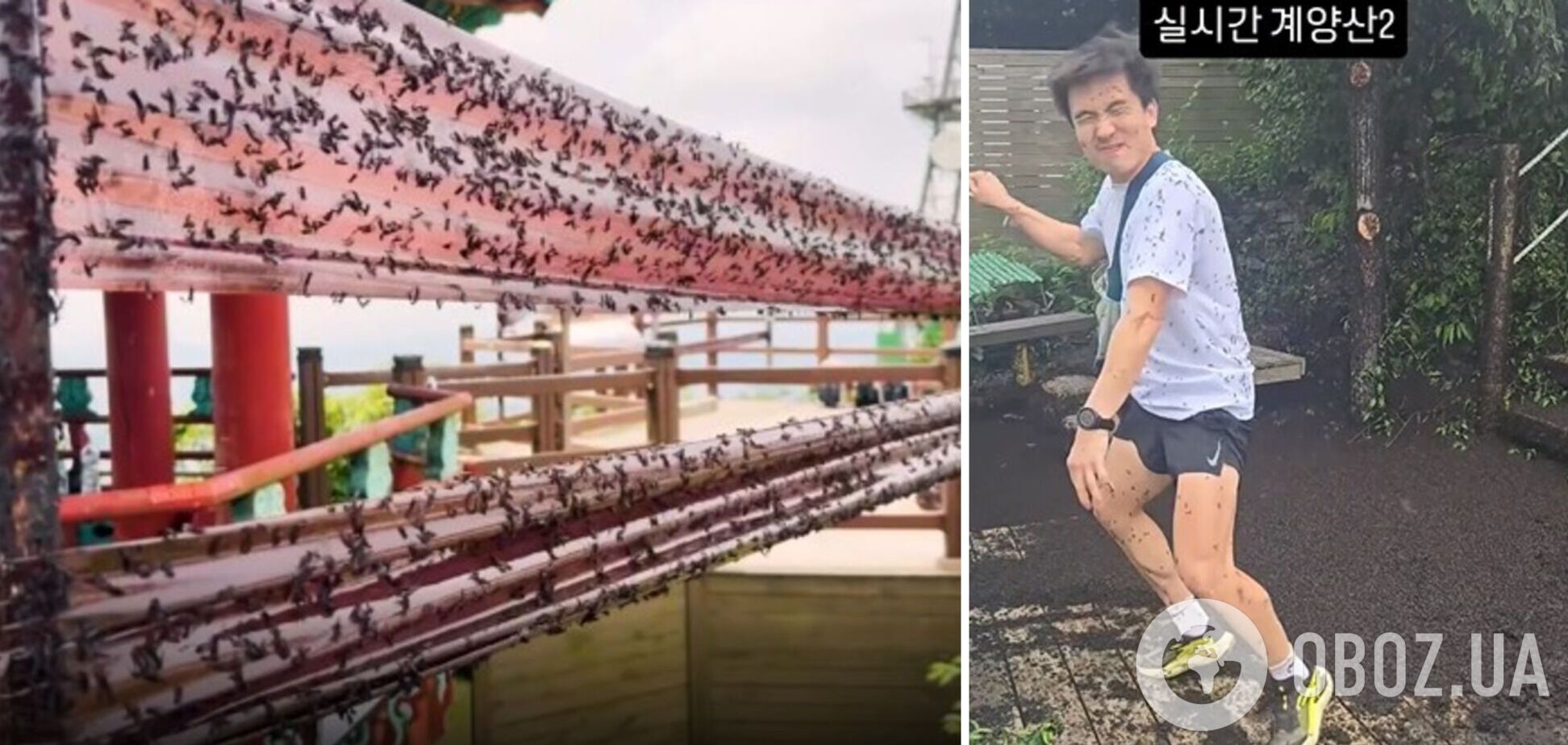 Южную Корею заполонили 'жучки любви': вредны ли насекомые и в чем причина нашествия