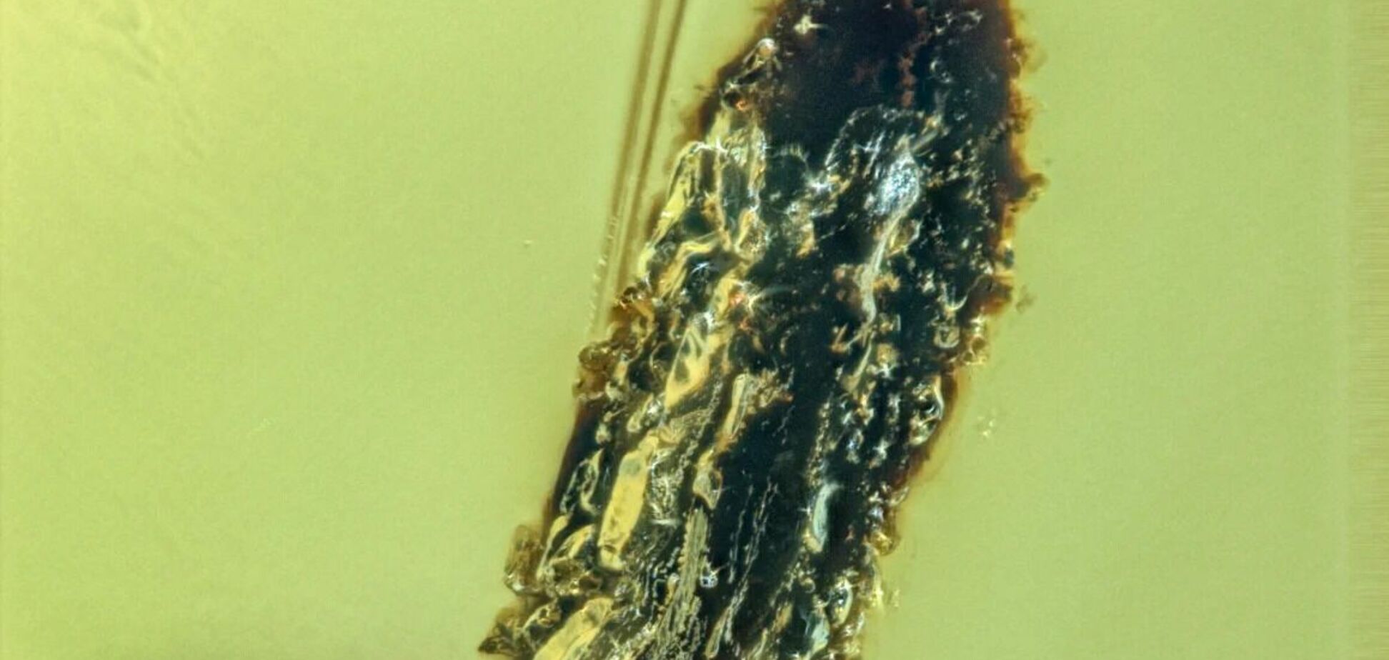 Жила еще во времена динозавров: ученые нашли муху, зараженную грибком-зомби