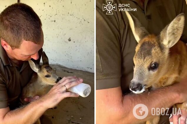 В ГСЧС показали детеныша косули, которого спасатели выхаживают уже два месяца