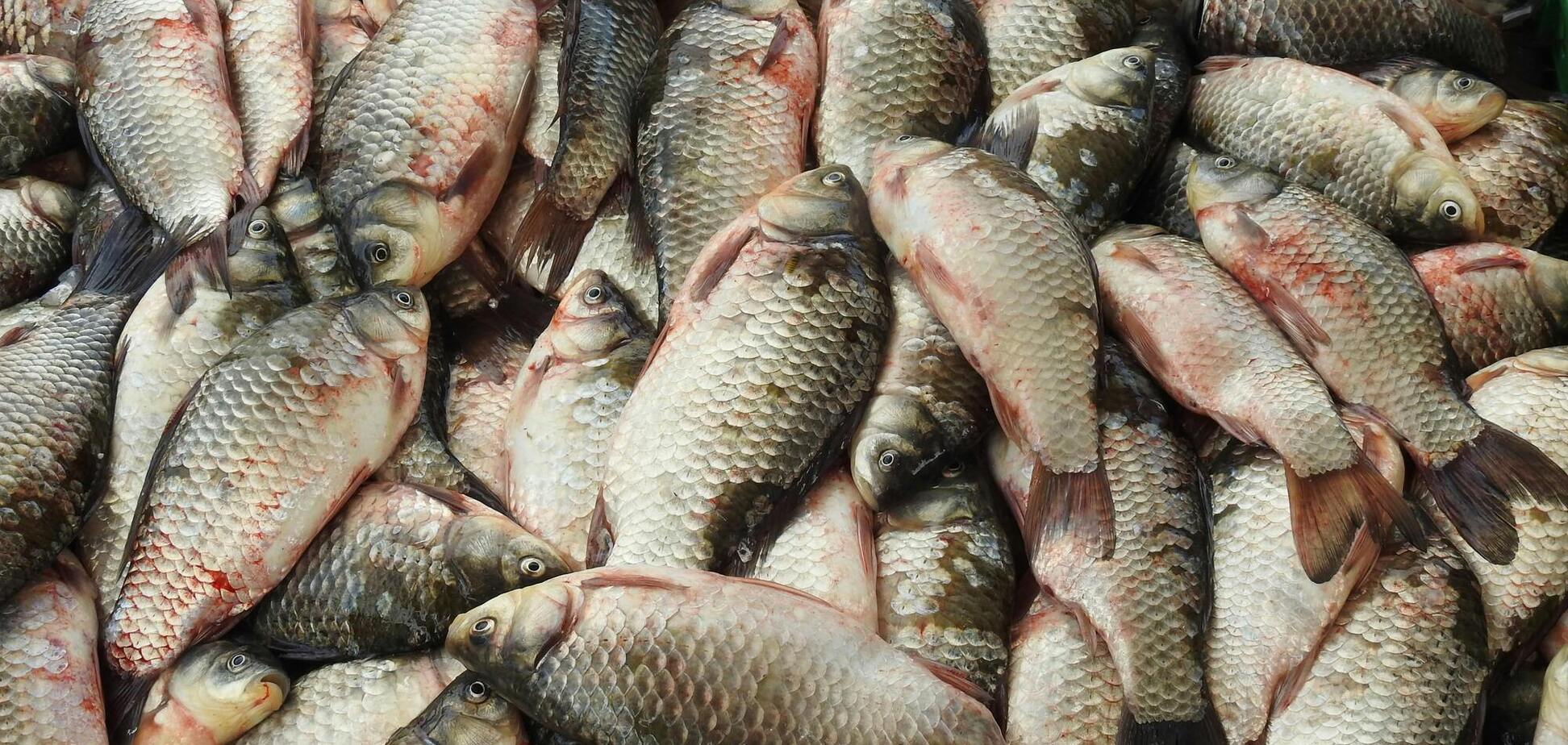 Свіжа риба