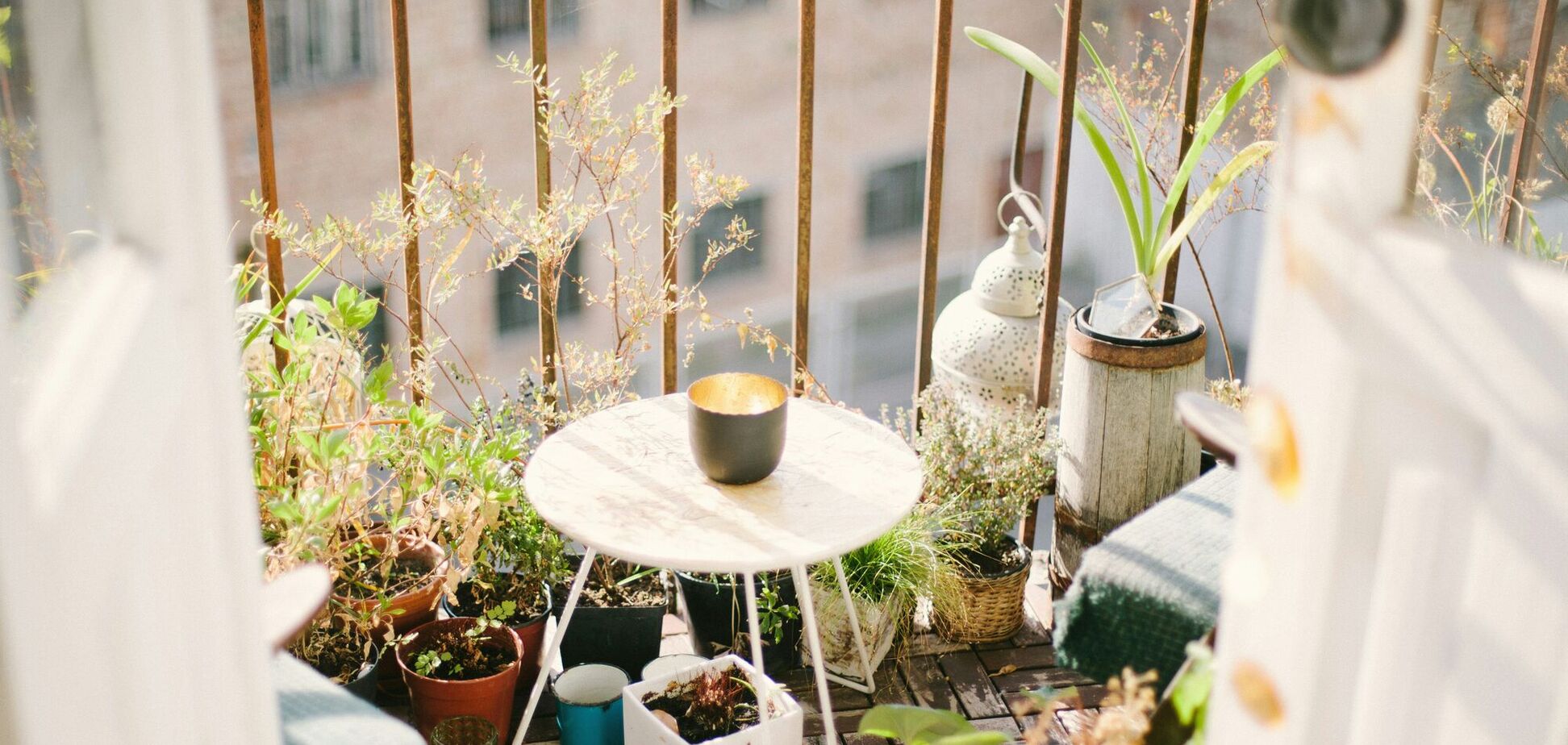 Як поливати квіти на балконі у спеку: золоте правило