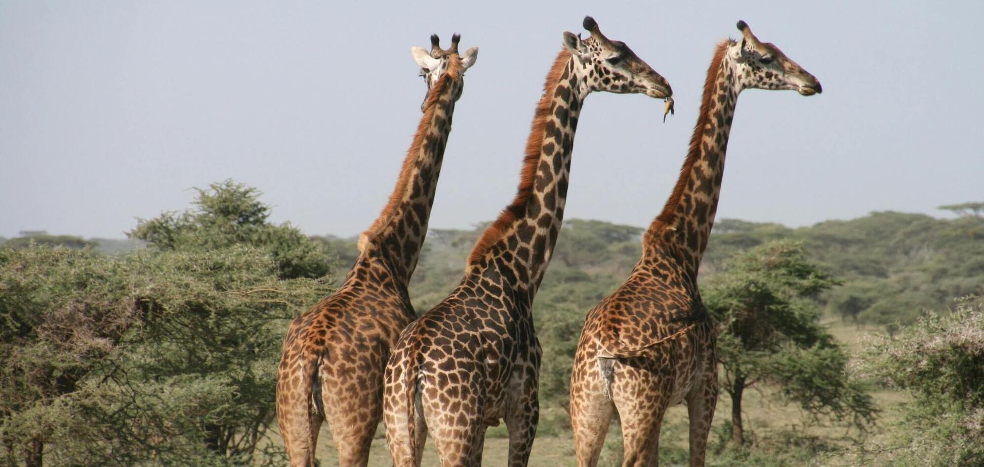 Почему тело жирафа покрыто пятнами: ученые дали объяснение