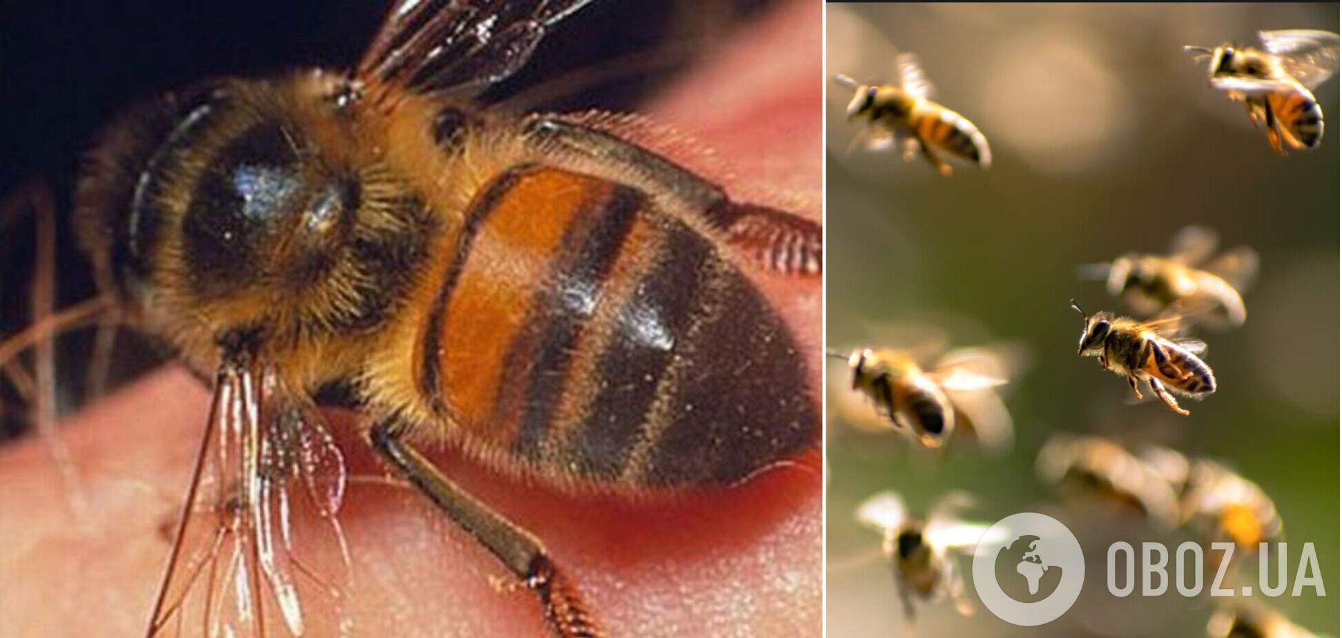 У Франції через напади бджіл постраждали десятки людей: троє були в критичному стані