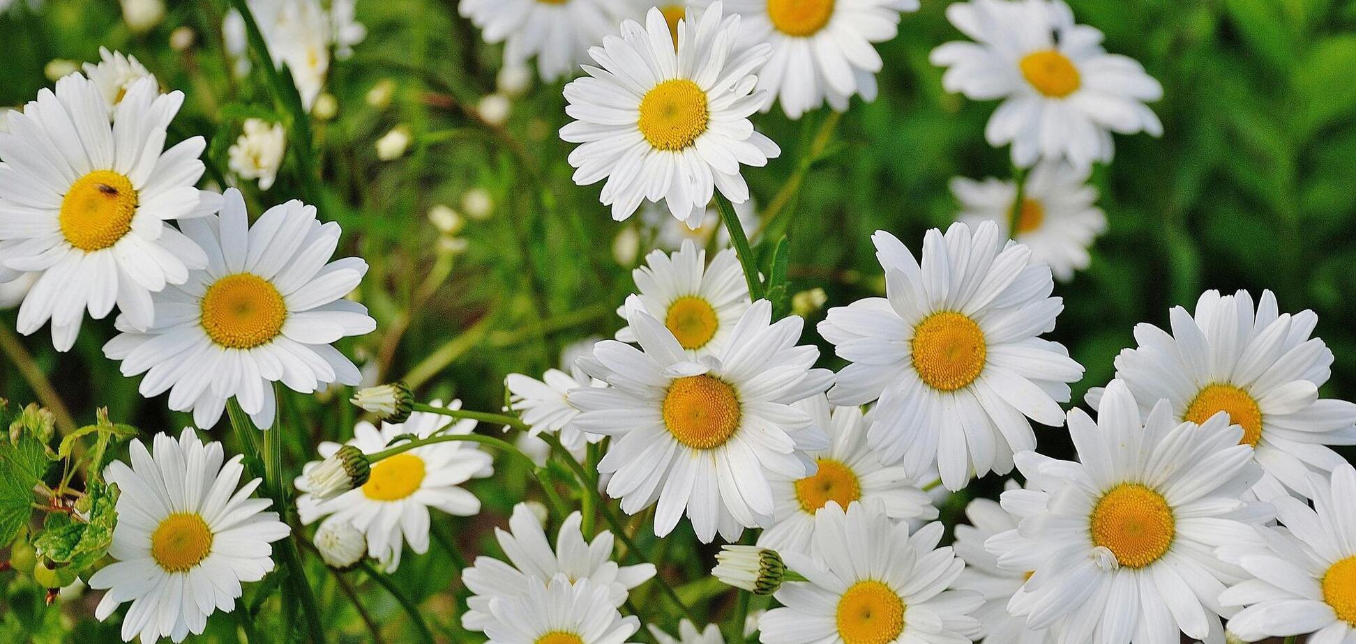 Топ-5 цветов, которые можно посадить в июле: они требуют минимального ухода