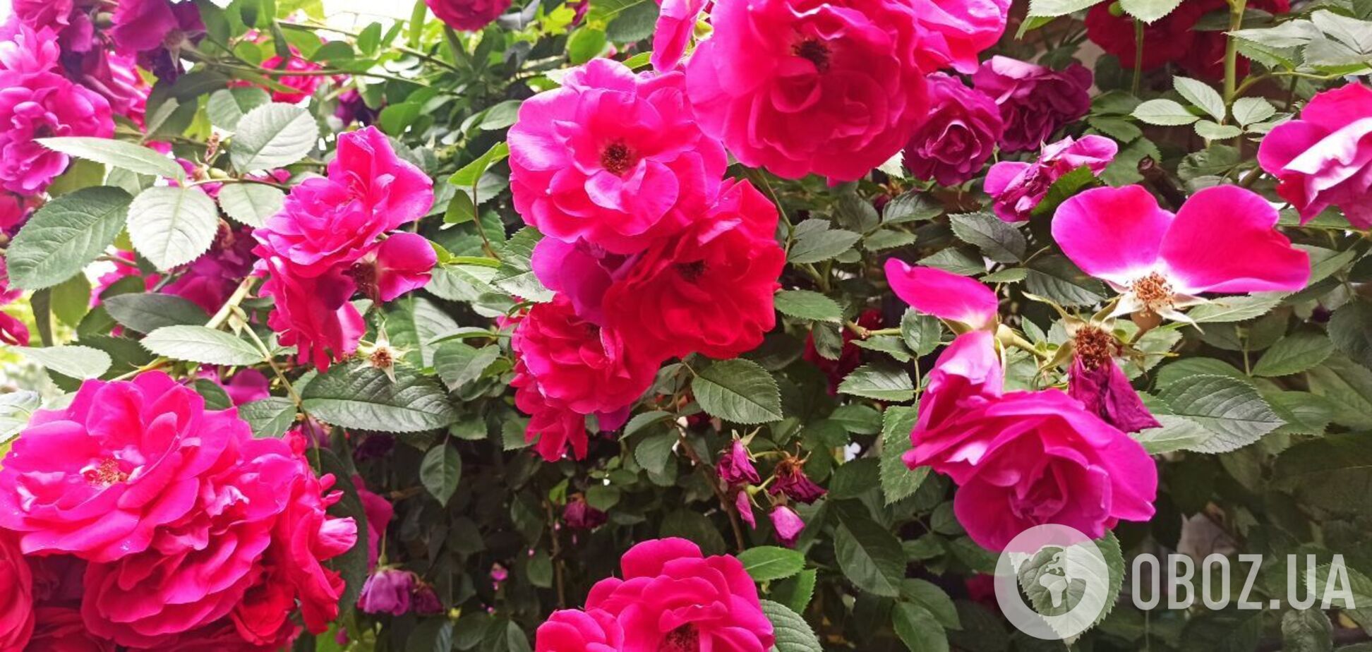 Не садіть їх поруч: які рослини 'висмоктують' силу у троянд