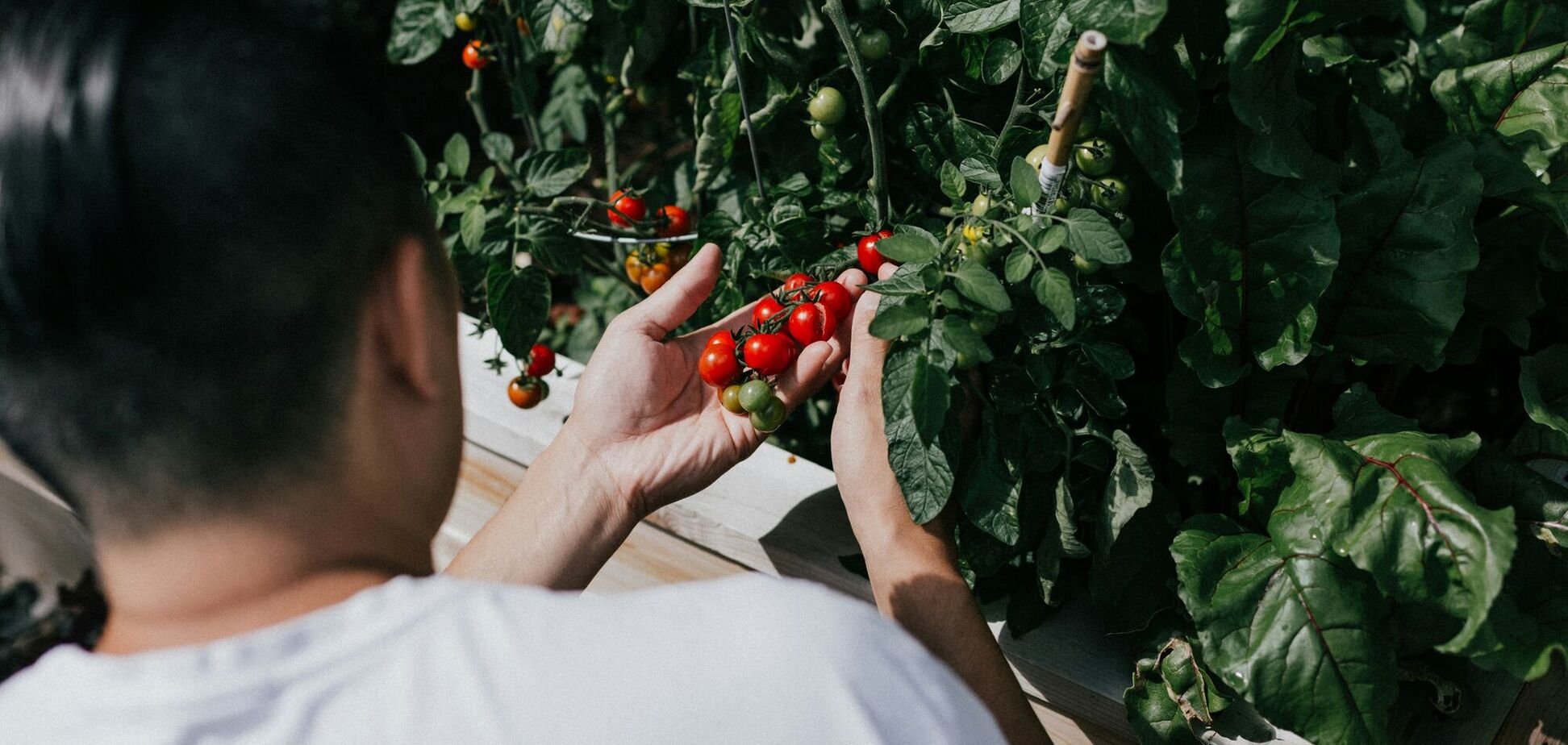 Зачем обрывают листья у помидоров: когда надо это сделать