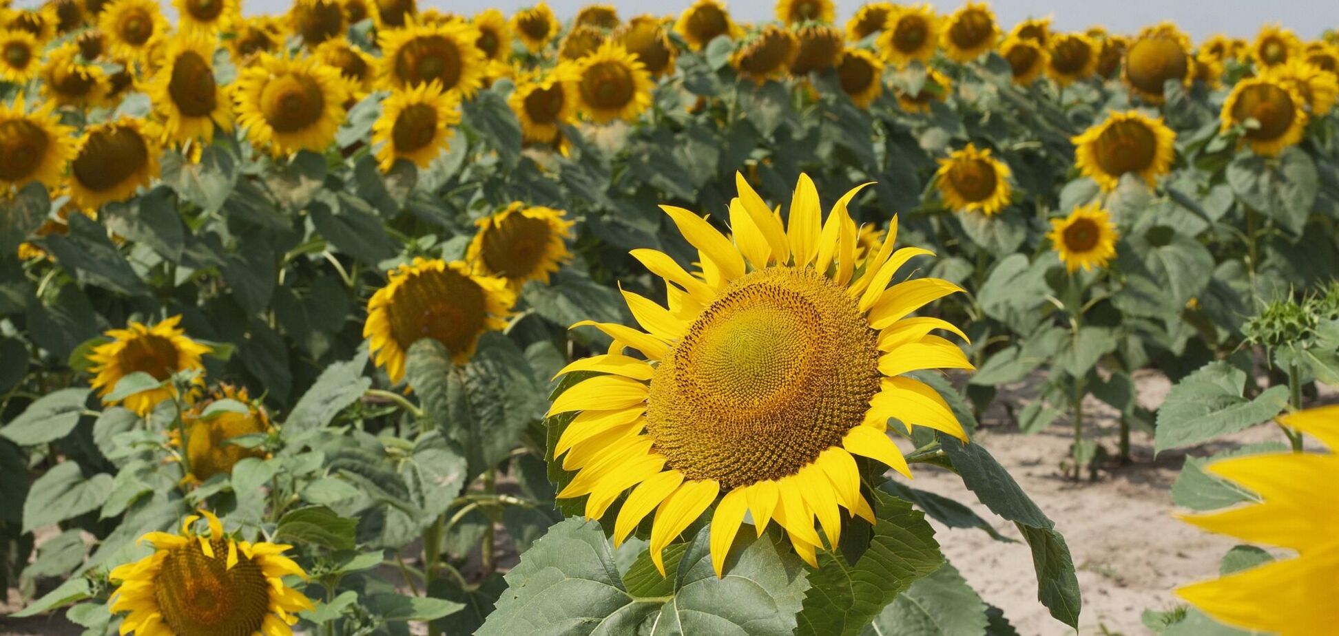 Ослаблению жары быть? Синоптики дали прогноз погоды в Украине на начало недели. Карта