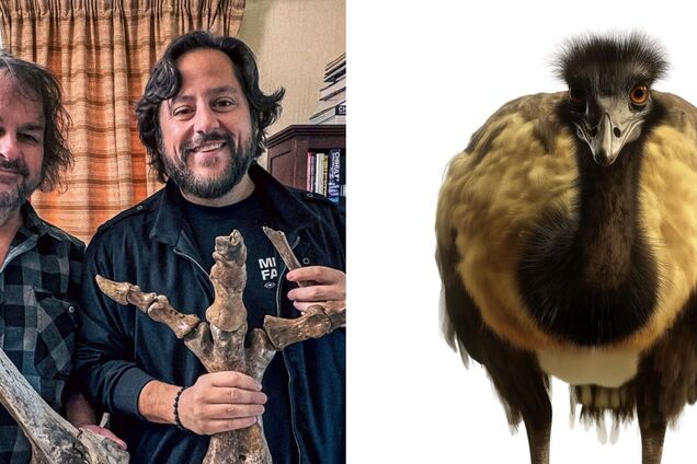 Более метра высотой и без крыльев: ученые хотят 'оживить' вымершую гигантскую птицу. Фото