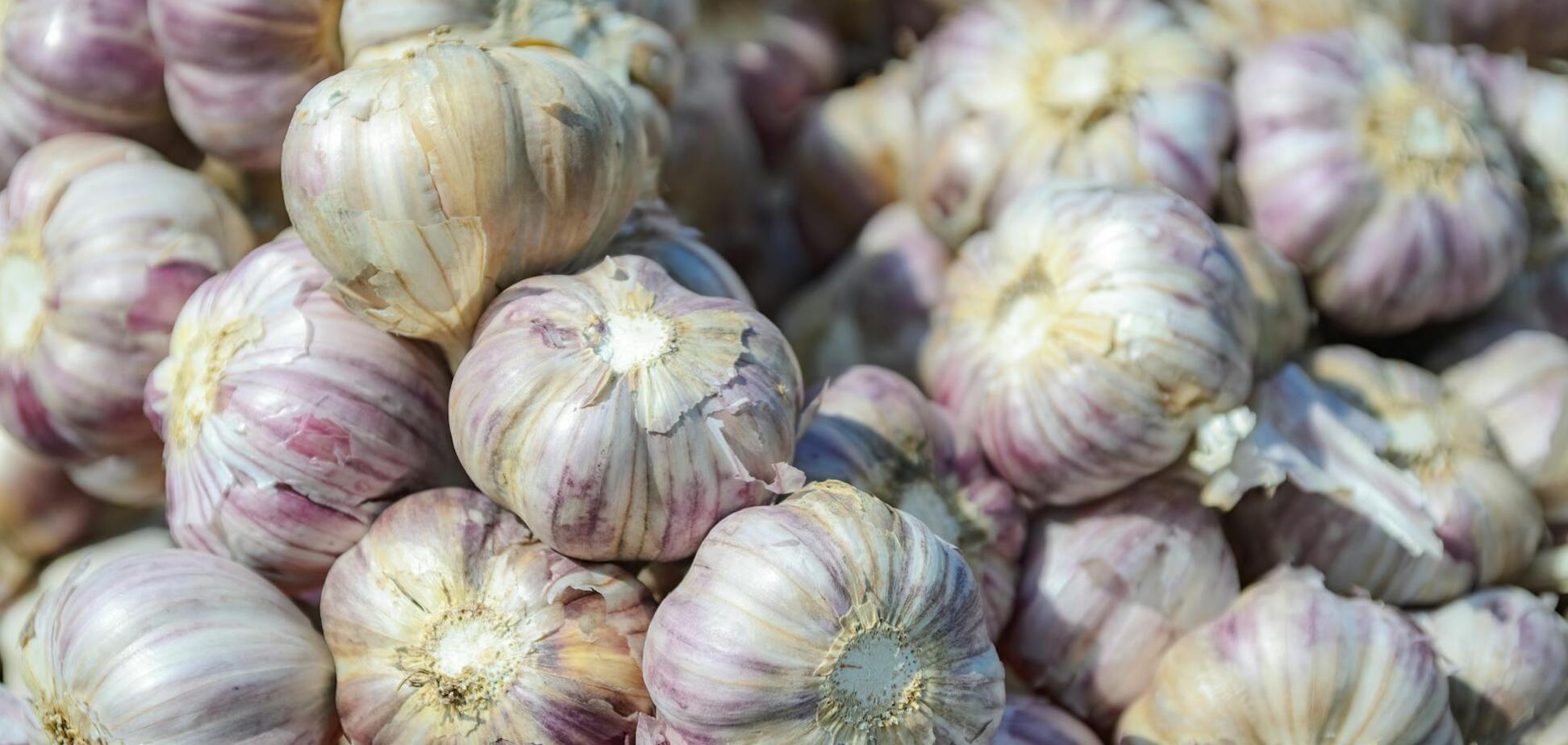 Когда копать озимый чеснок: благоприятные даты в 2025 году