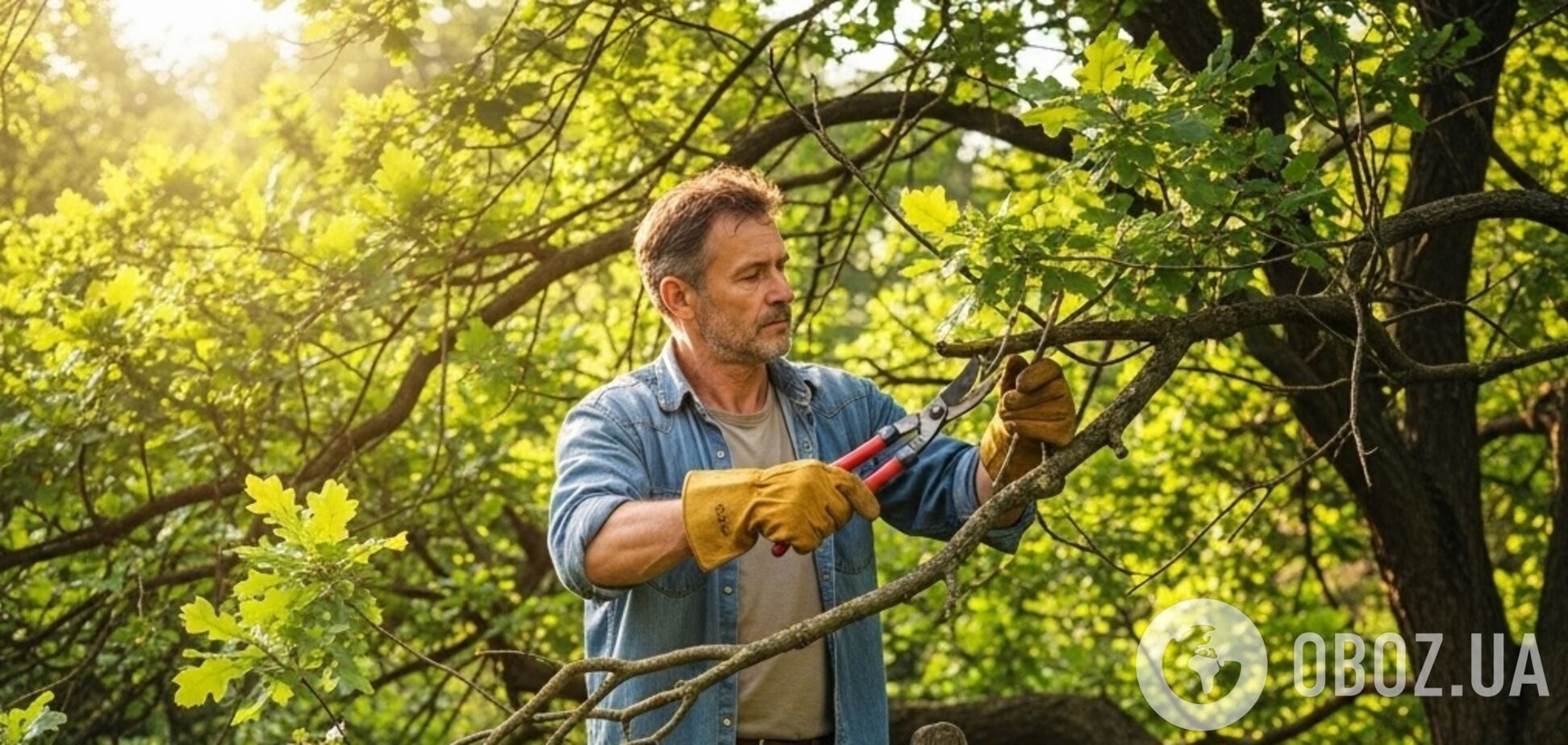 Встигніть до вересня: які дерева треба обрізати влітку