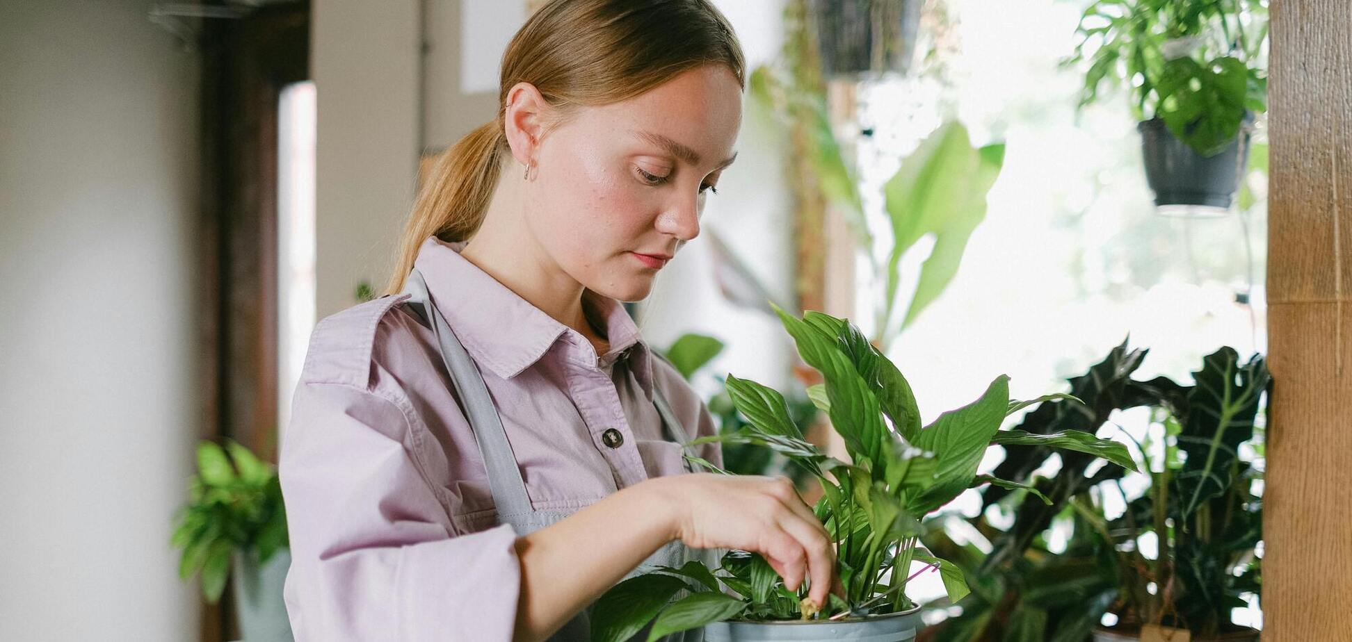Що зробити зі спатифілумом у серпні, щоб він довго цвів
