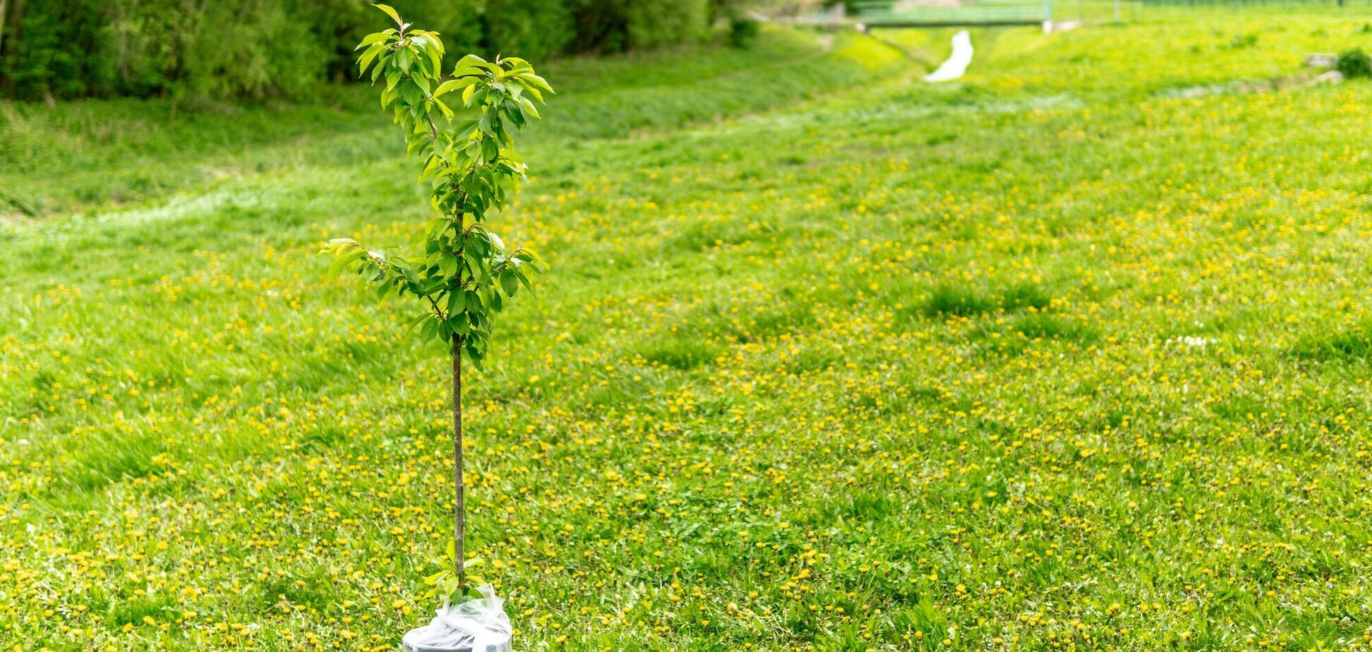 Одна помилка може вбити молоде дерево ще до першого врожаю: як уникнути